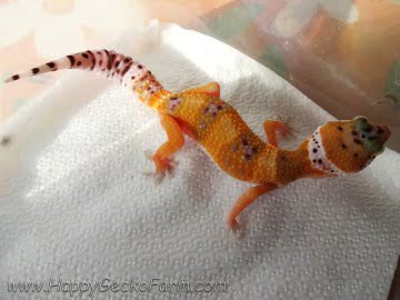 Tangerine poss SHT Image 2