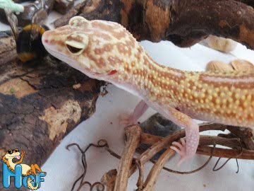 het RAPTOR (Ruby Eyes) Image 1