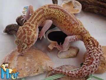 het RAPTOR (Ruby Eyes) Image 0
