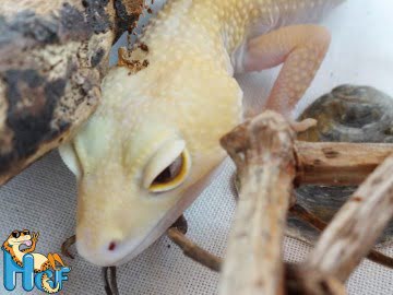 RAPTOR Snake Eyes Image 4