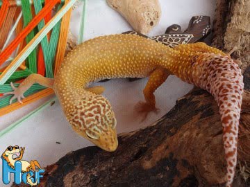 Hypo Tangerine Image 2