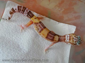 Banded RAPTOR Image 7