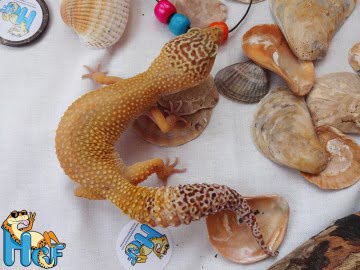 Hypo Tangerine Image 3