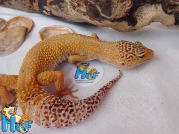 Hypo Tangerine Image 0