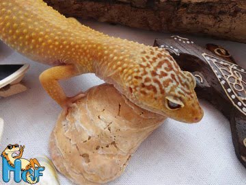 Hypo Tangerine Image 4