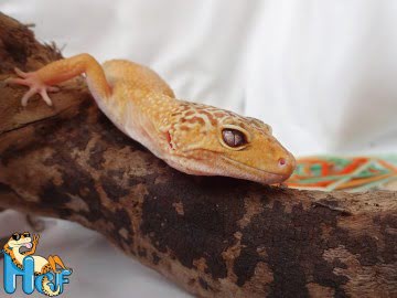 Hypo Tangerine Image 1