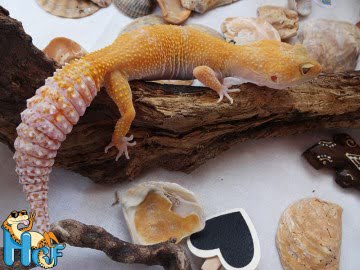 Sunglow het RAPTOR Image 0