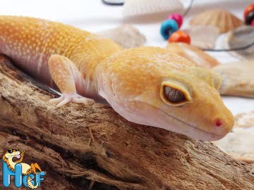 Sunglow het RAPTOR Image 1