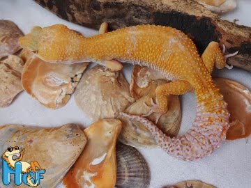 Sunglow het RAPTOR Image 3