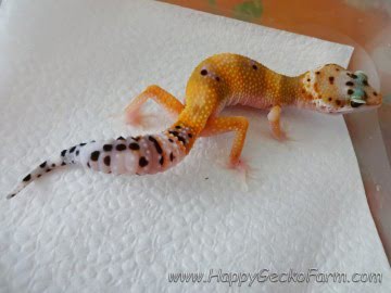 Tangerine poss SHT Image 0