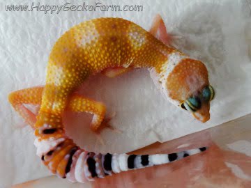 Tangerine poss SHT Image 1