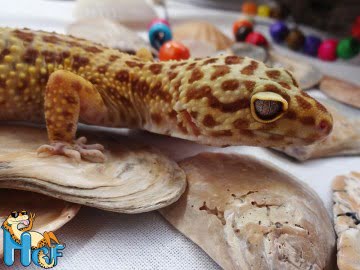 Tangerine Tremper Albino Image 2
