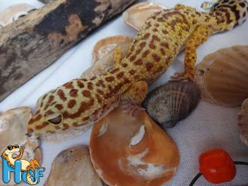 Tangerine Tremper Albino Image 1