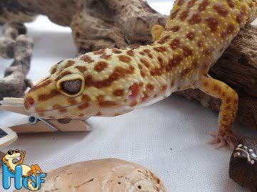 Tangerine Tremper Albino Image 0
