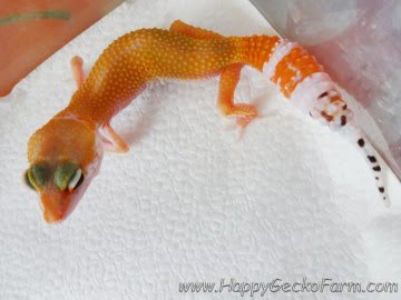 SHT Image 0