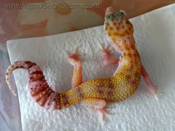 RAPTOR Image 8
