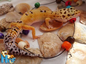 Tangerine het RADAR Image 0