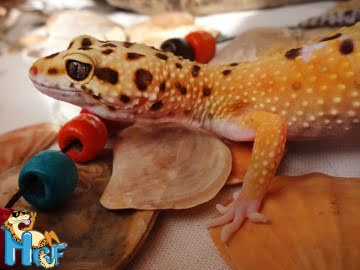 Tangerine het RADAR Image 1