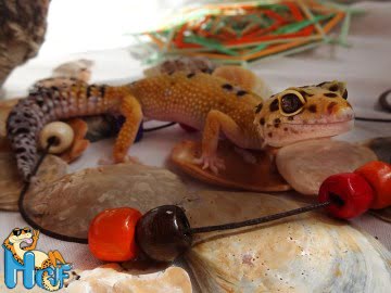 Tangerine het RADAR Image 2