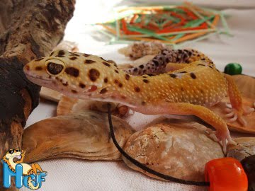 Tangerine het RADAR Image 3