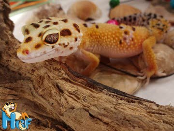 Tangerine het RADAR Image 4