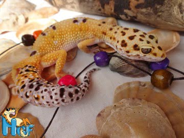Tangerine het RADAR Image 5