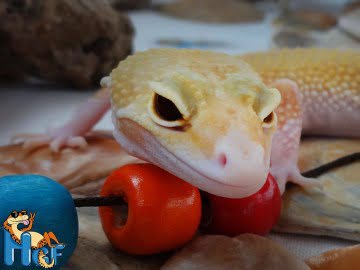RAPTOR Ruby Eyes Image 1