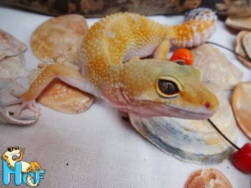 SHT het Bell Albino Image 1