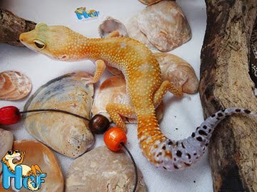 SHT het Bell Albino Image 2