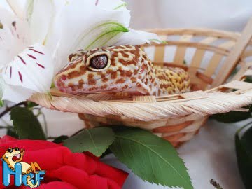МSТА Jungle (пр. Lemonchello) Image 1