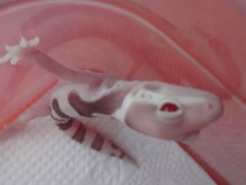 MS Bell Albino Image 2