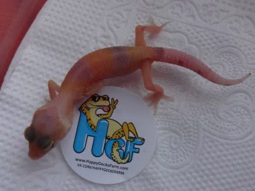Sunglow Enigma poss Extreme Image 3
