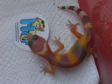 poss Sunglow Electric Image 3