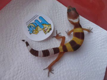 Hypo TА Image 4