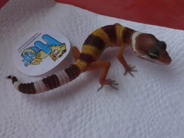 Hypo TА Image 3