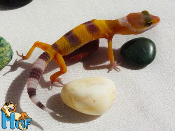 Леопардовый геккон (эублефар) Image 1