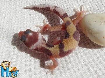 Леопардовый геккон (эублефар) Image 2