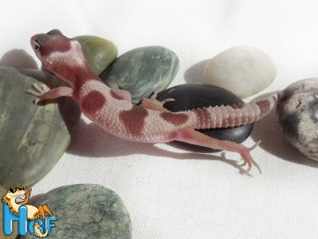 Эублефар Mack Snow Jungle Image 3