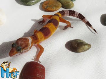 Hypo TА Image 2