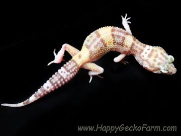 Banded RAPTOR Image 5