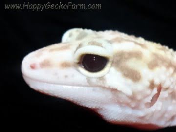 Banded RAPTOR Image 6