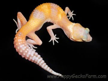 RAPTOglow Image 9