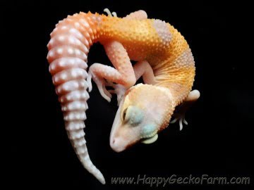 RAPTOglow Image 11