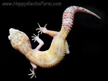 RAPTOR Image 6