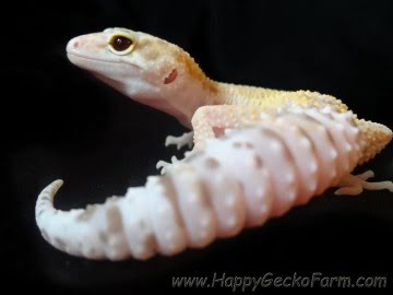 RAPTOR Image 5