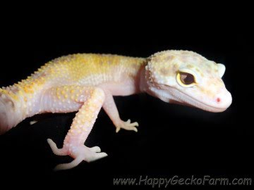 RAPTOR Image 7