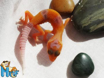 Sunglow Enigma poss Extreme Image 2