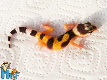 Эублефар Tangerine poss Electric Image 5