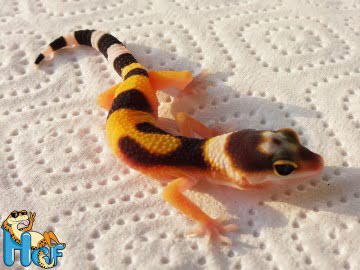 Эублефар Tangerine poss Electric Image 4