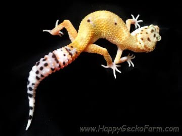 Tangerine poss SHT Image 1